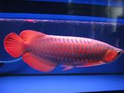 Magnificent Arowana Fishes for Sale