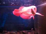 Best Quality Super red arowanas and many others fish for sale