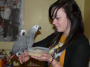 Peaceful African Grey Parrots Ready for new home